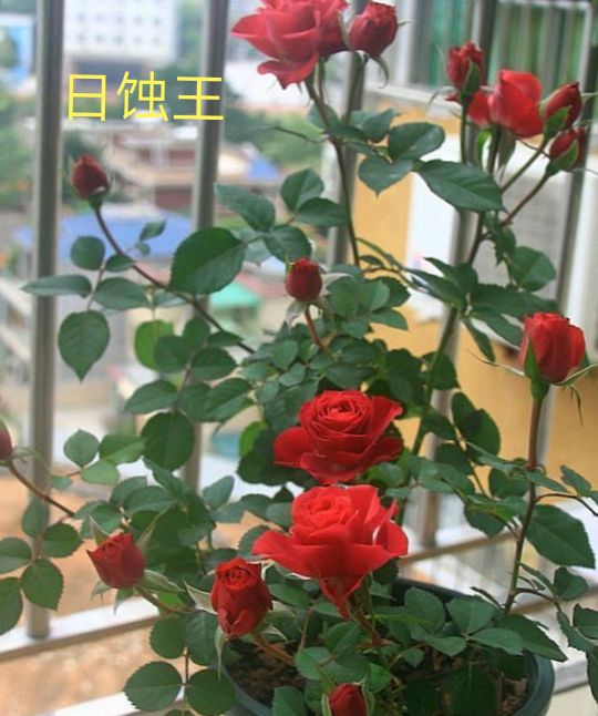 阳台系列月季品种大全,微型月季藤本月季