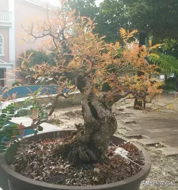 清香木黄叶掉叶可以施硫酸亚铁吗,清香木盆栽叶子枯萎了怎么解决