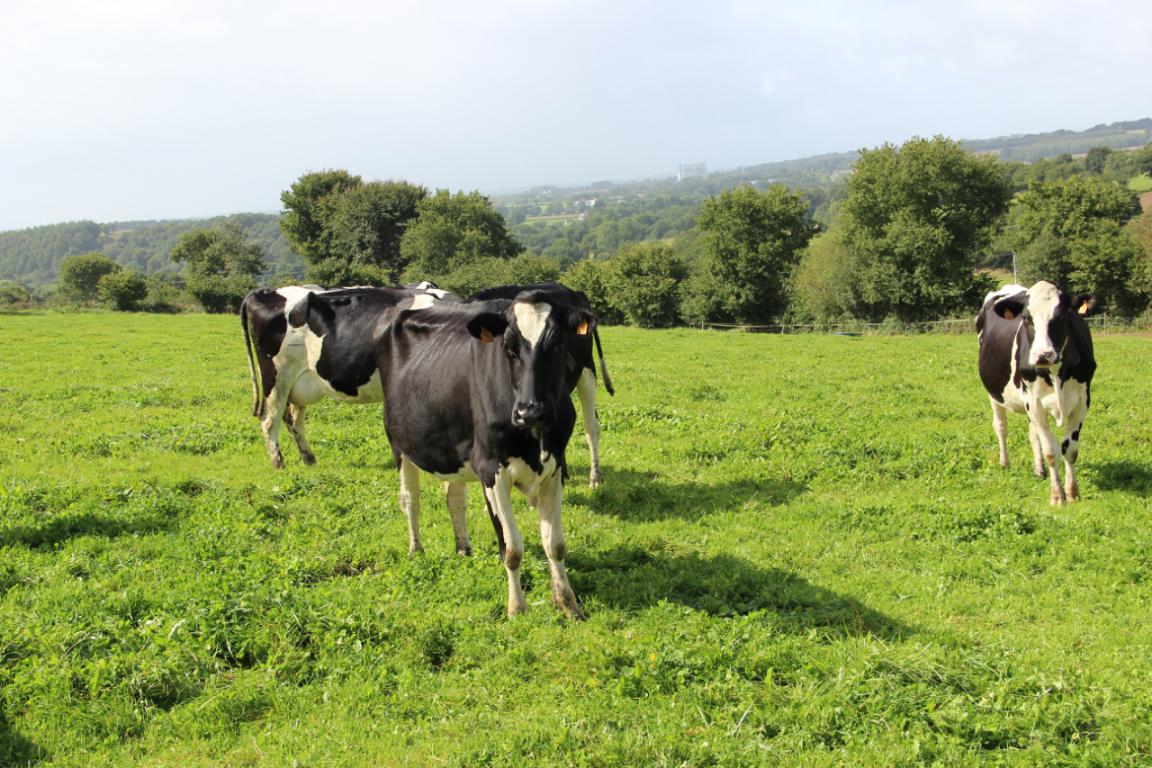 天使佳盾奶粉好吗,佳盾奶粉好吗