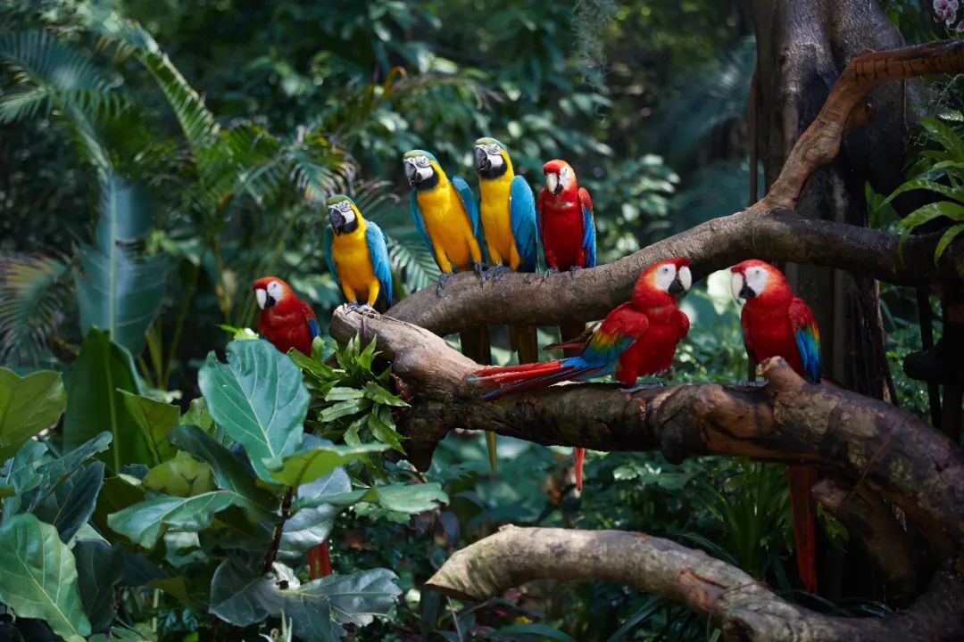 广州长隆野生动物世界附近的酒店,广州长隆酒店福利待遇