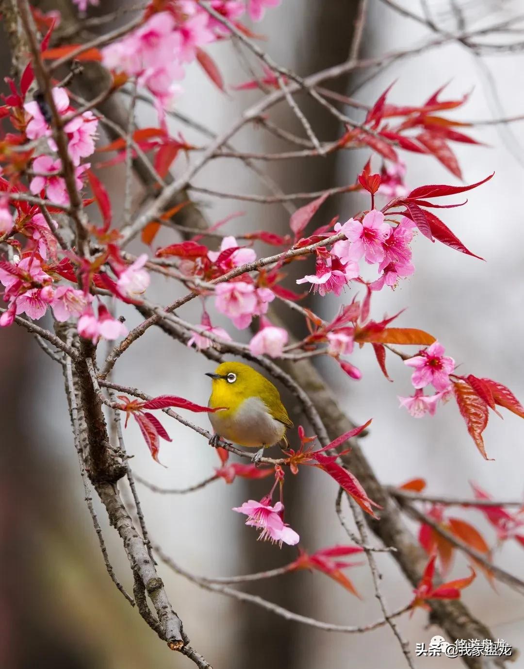 100张照片一百种幸福,100张图片带你去云南