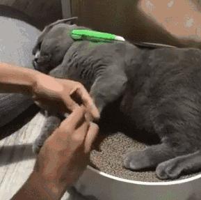 养猫猫推荐英短,新手第1次养猫还是养狗啊