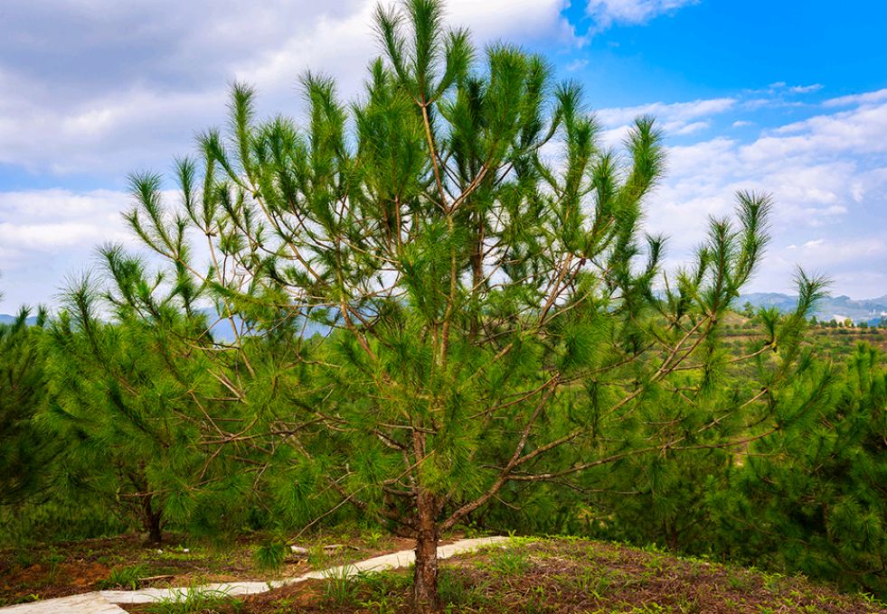 绿化带常见植物名称及图片,100种绿化带或路边常见的花草