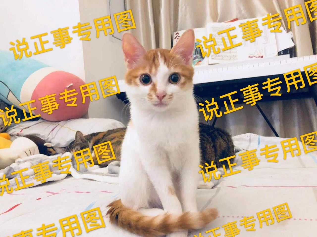 猫咪食物过敏的症状表现是什么,猫咪长期软便的危害