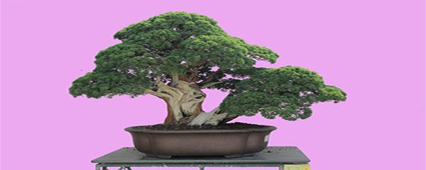 盆景初学入门技巧榕树,盆景初学入门技巧文竹