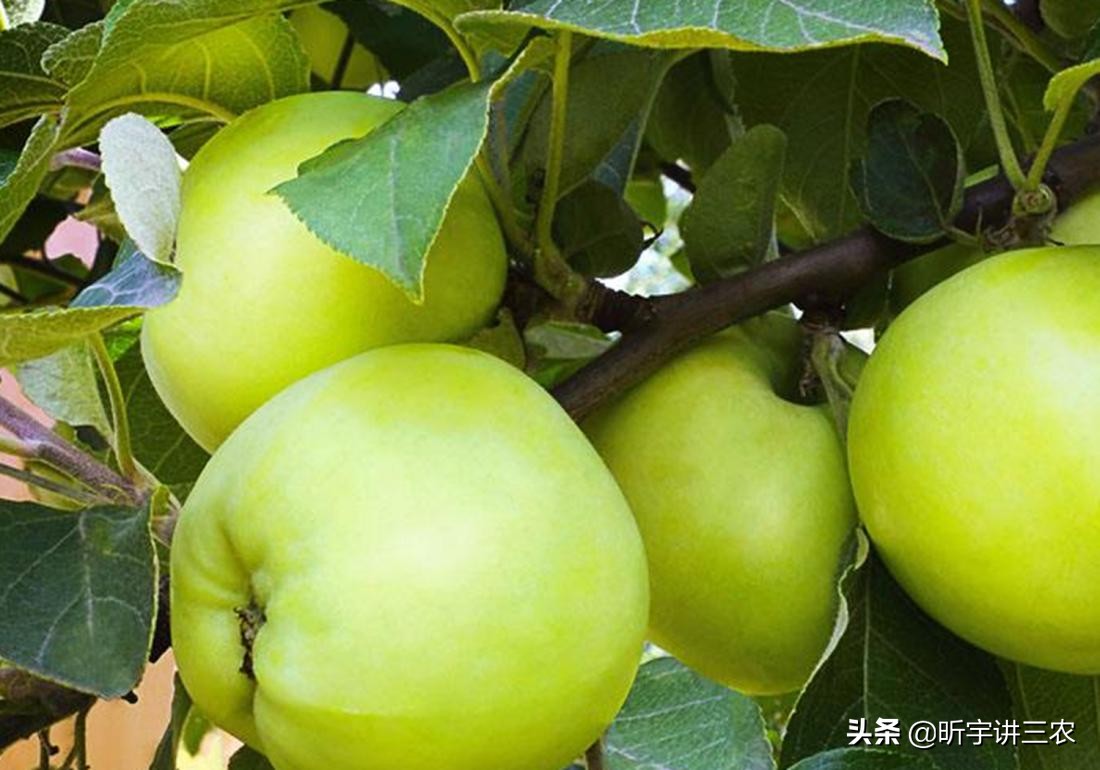 苹果树修剪一个人一天能修剪多少,大苹果树落叶修剪还是落叶前修剪