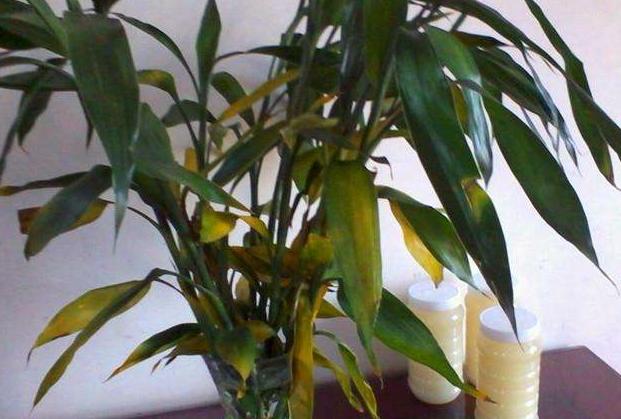 富贵竹长红蜘蛛怎么办,富贵竹灭红蜘蛛最有效的土方