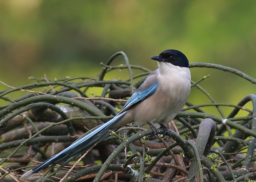 家里来灰喜鹊好吗,灰喜鹊什么季节出现