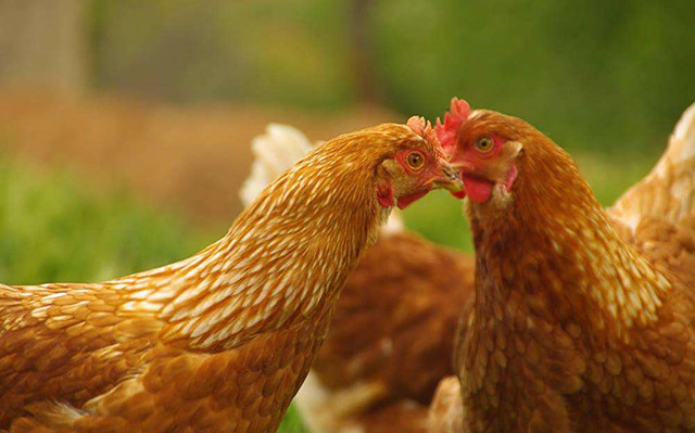 鸡寄生虫病的防治方法,鸡有蛔虫喂什么药