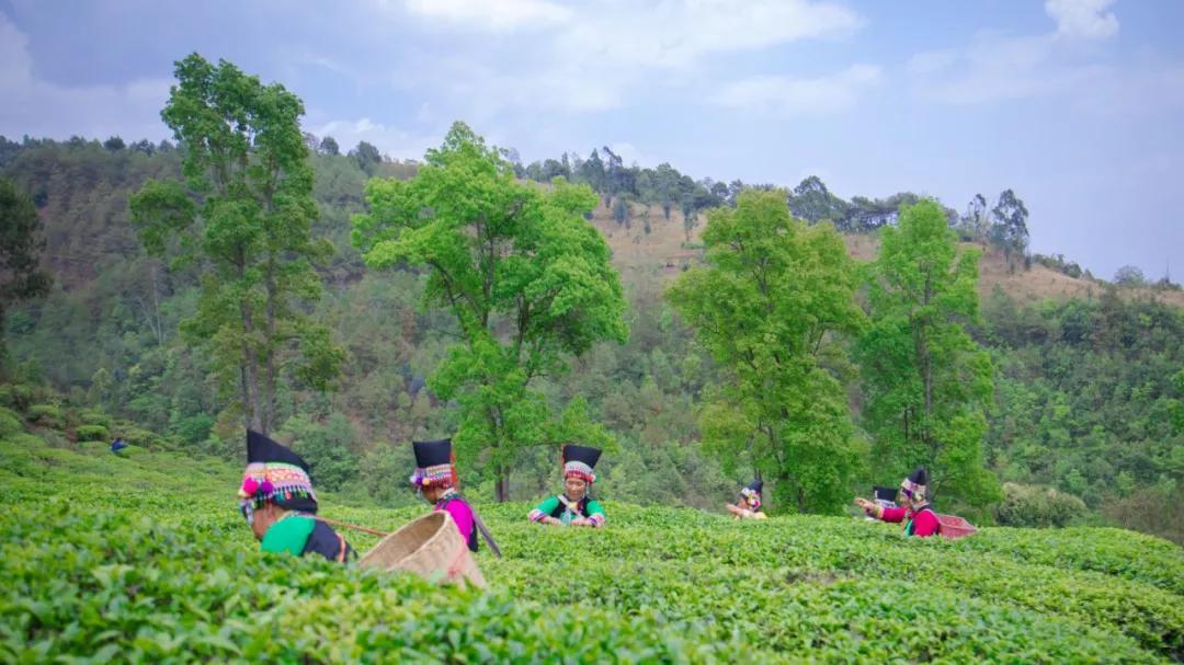 这是一个充满生机的公园怎么说,这是一个充满生机的国度朗诵