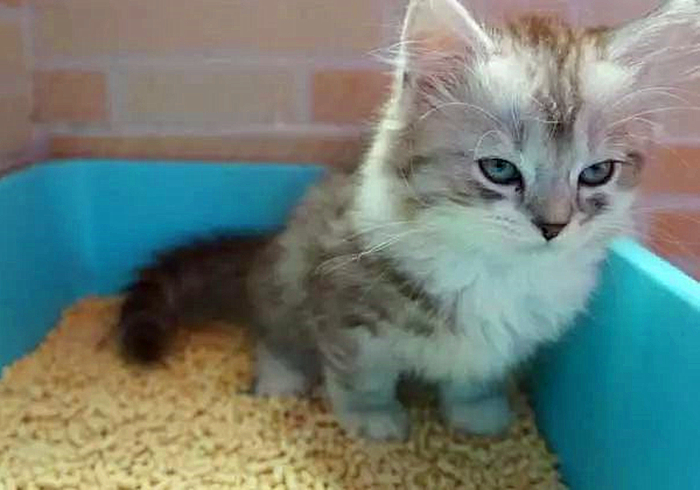 猫咪输尿管堵塞,猫咪尿闭导尿堵塞