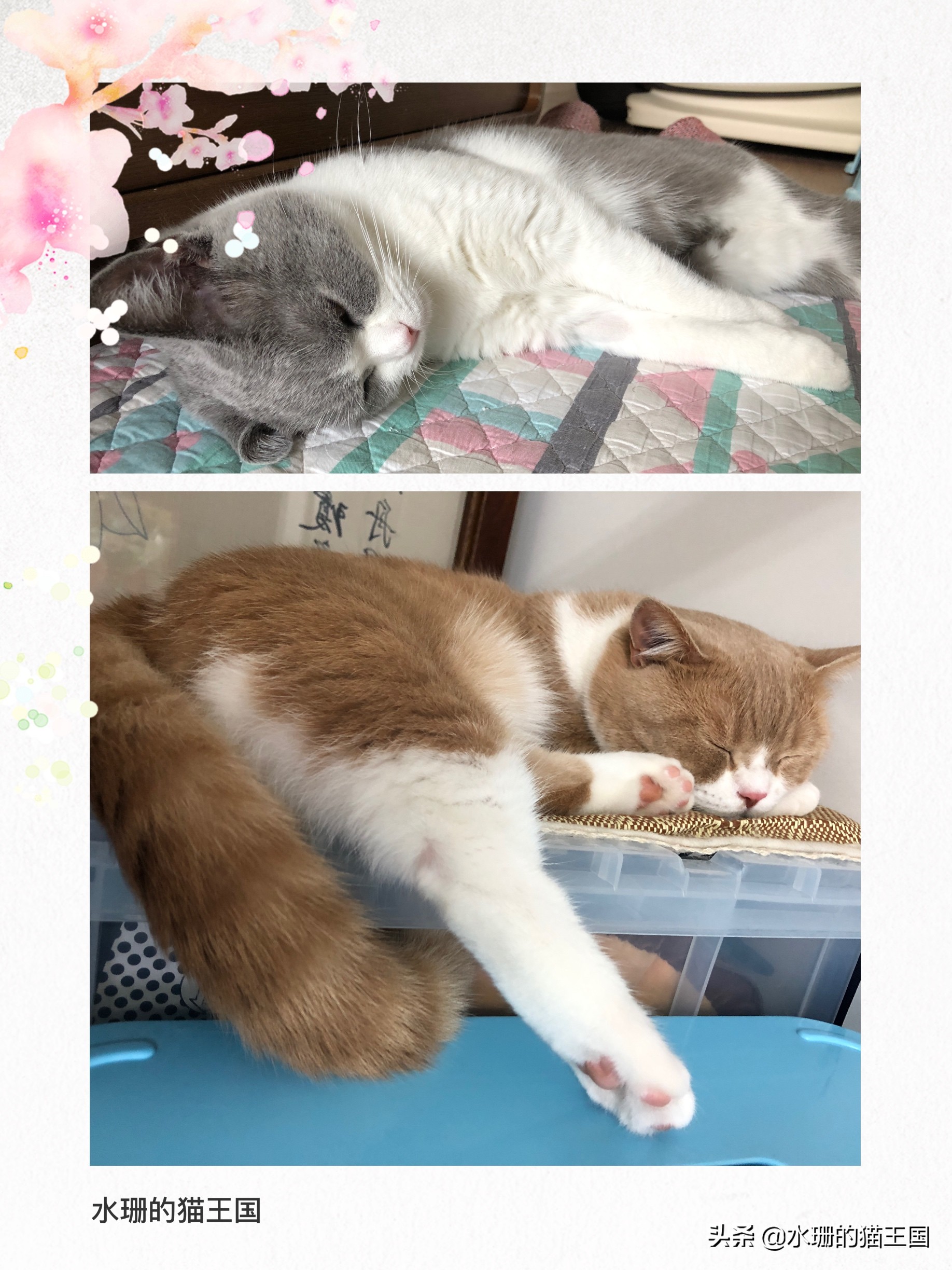 猫被蜜蜂蜇肿胀,小橘猫被蜜蜂蛰