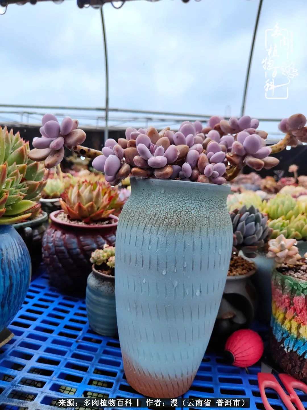 风过留痕讲的啥,风过留痕朗诵