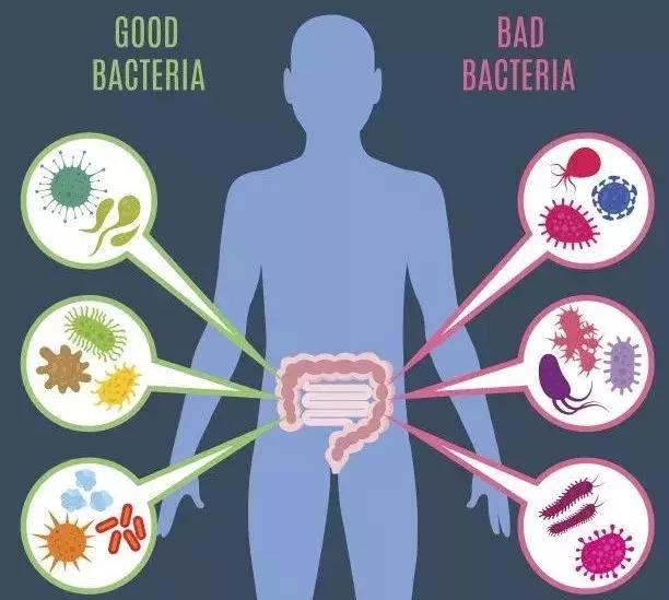 人身体的细菌都是有害的吗,细菌都是有害的