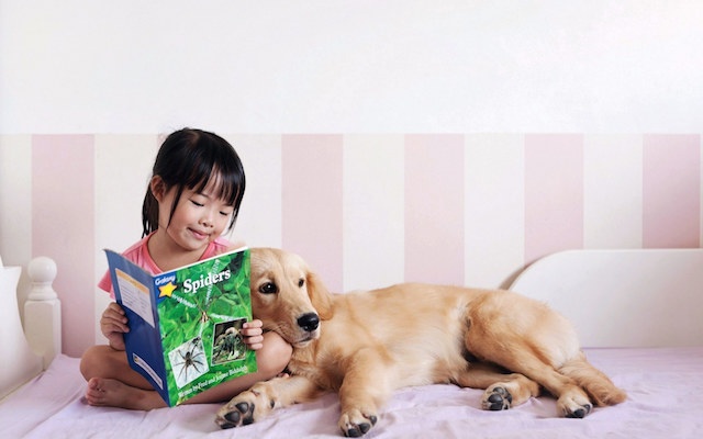 怀孕养宠危害大吗,标题为什么孕妇不建议养宠物呢