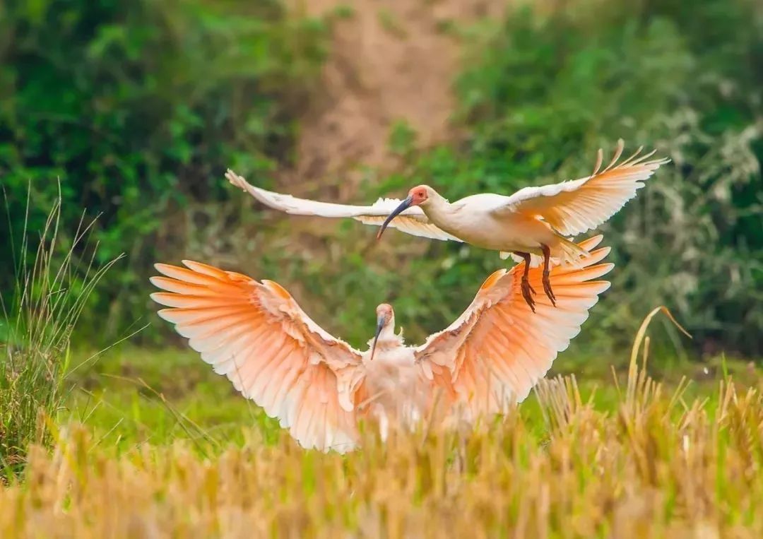 璧伴亶涓浗娌冲崡鑽ラ槼,璧伴亶娌冲崡