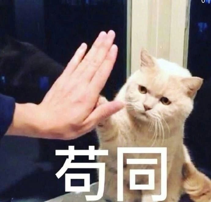 5招让猫咪爱上你内附教程,三招让猫咪爱上喝水