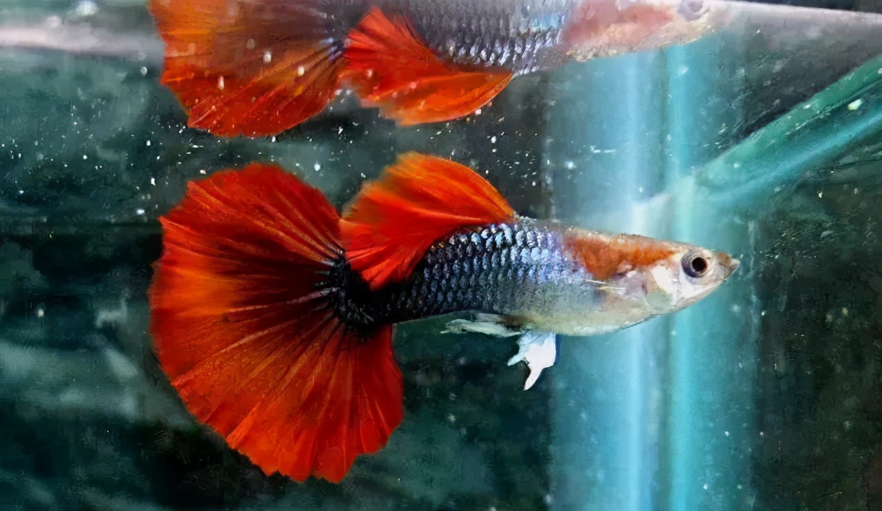 宠物鱼饲养时注意事项,养好宠物鱼注意事项
