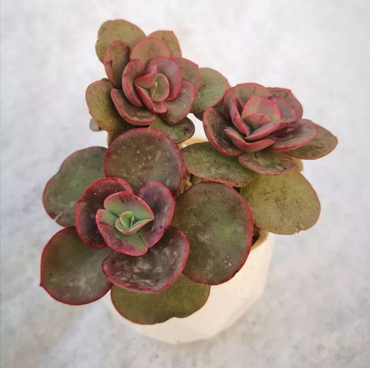 一花一世界多肉园艺,一花一世界一叶一菩提多肉植物