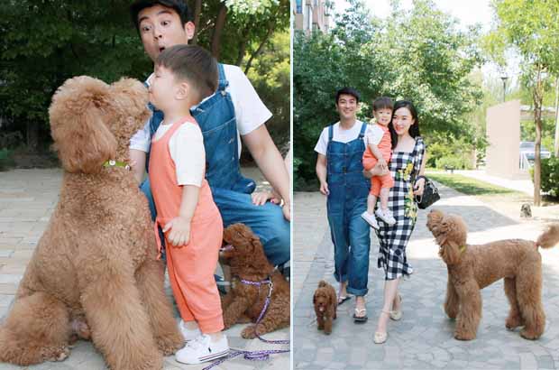 巨型贵宾黑色和灰色哪个更贵,巨型贵宾是不是巨贵