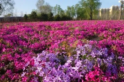 北京五环最美花海,附近免费景点踏青网红打卡地
