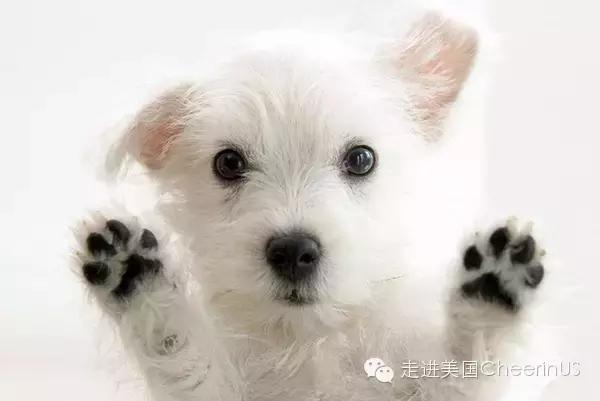 美国家庭都养什么犬,美国人喜欢养什么猛犬
