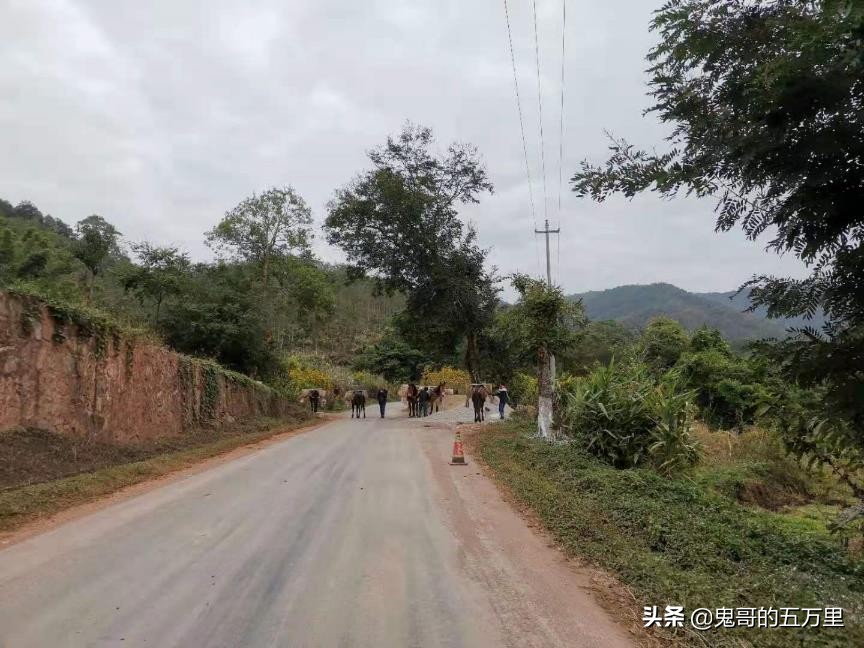 鬼哥的五万里D108骑记:给回族商人点赞(曼腊乡-整董镇)