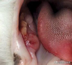 猫肿瘤,猫口腔鳞状上皮细胞癌