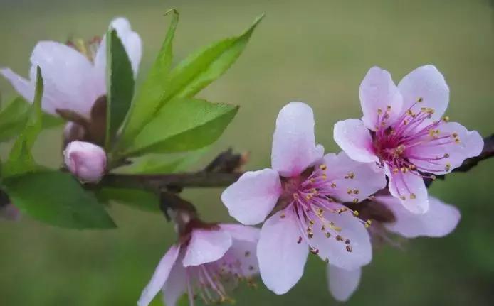 一季果园,桃园管理