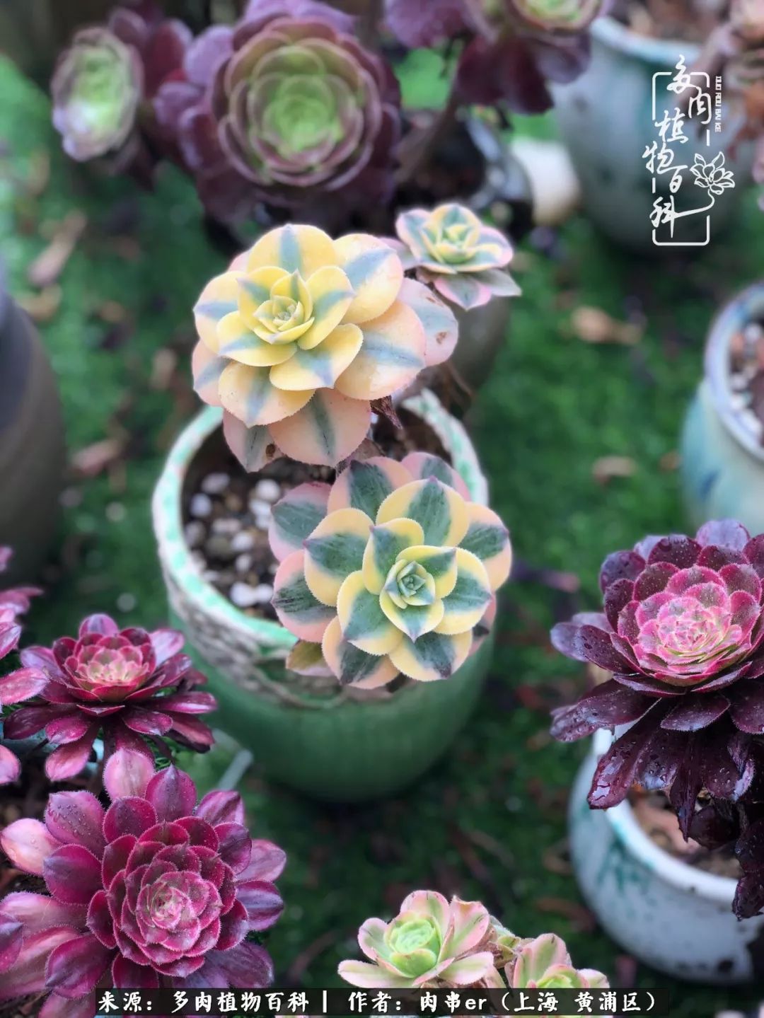 怎么用原相机拍多肉更好看,多肉怎么拍摄好看