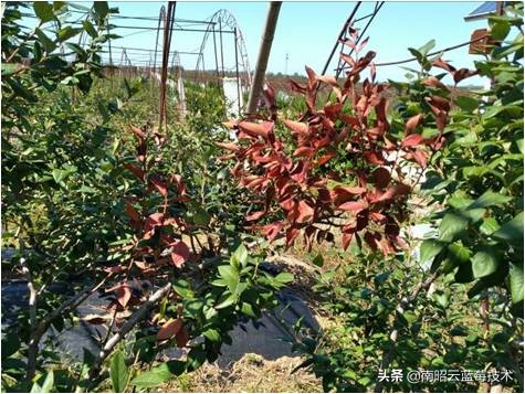 蓝莓叶片边缘焦枯是什么病害,蓝莓在高温下有哪些病害