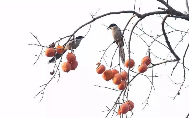 秋天正好拍水墨中国风，你试试这些题材