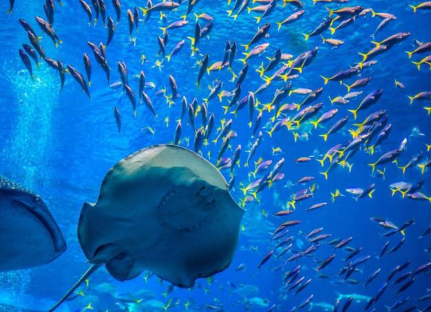 香港旅游攻略必去十大景点,香港回广州交通攻略