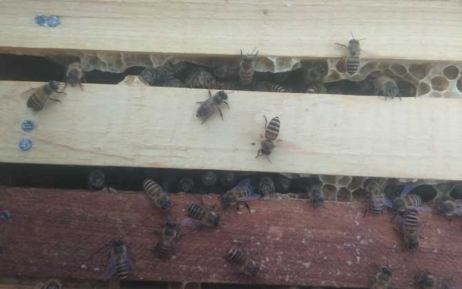 招来的蜜蜂打架怎么办,蜜蜂合群第二天还会打架吗