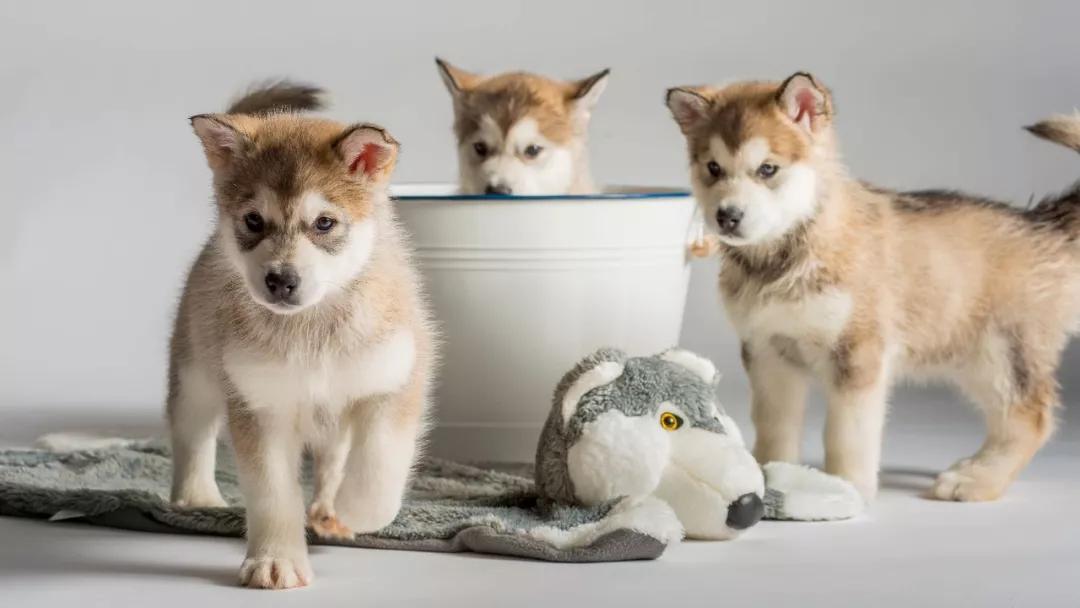 狗狗角膜炎的白膜什么时候能消除,狗狗角膜炎需要自己的血清吗