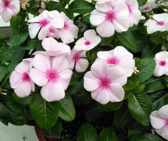 花盆有蚂蚁怎样消灭不伤植物,怎样防蚂蚁啃植物