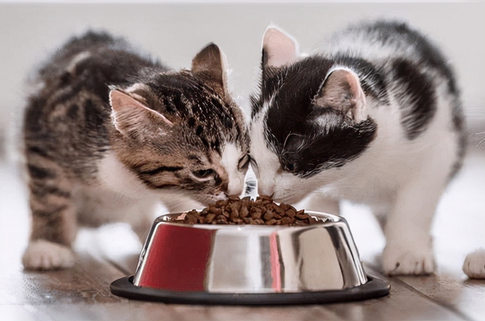 猫咪软便拉稀但是精神很好,养猫经验猫咪吐毛球拉稀怎么办