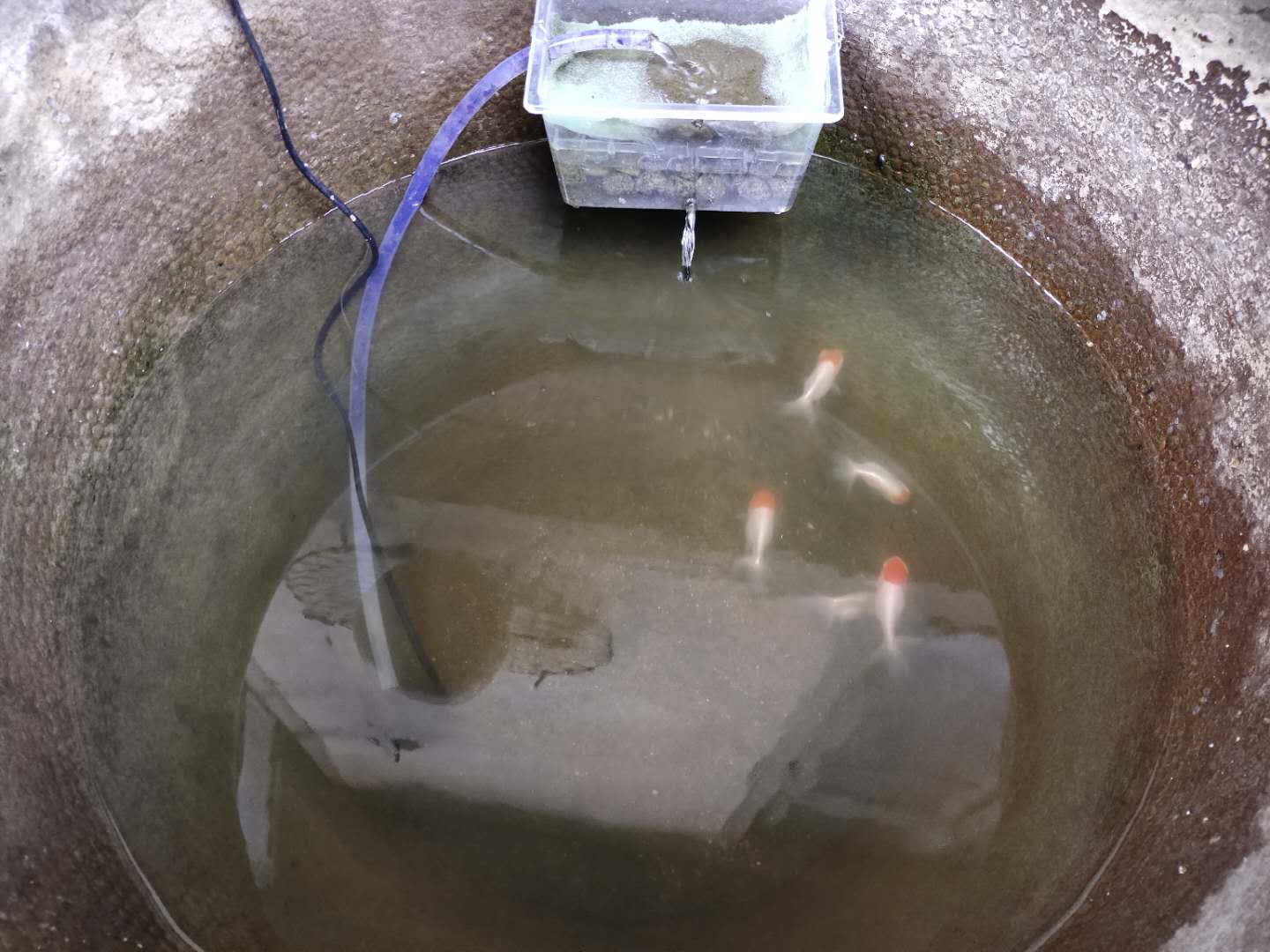 锦鲤观赏鱼到家新鱼烂身怎么治疗,买的观赏鱼到了怎么处理