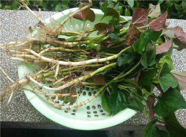 妇科炎症常反复？早晨起来，常喝3种水，多吃1种菜，炎症慢慢消