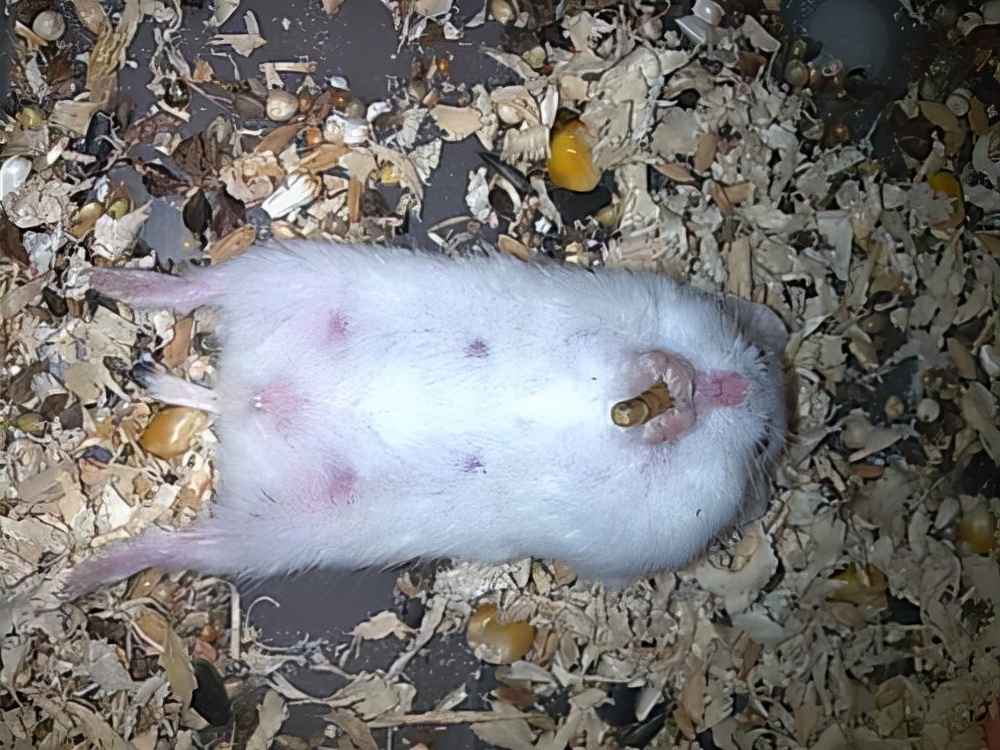 仓鼠怀孕被公仓鼠咬出血,仓鼠怀孕生小仓鼠的样子