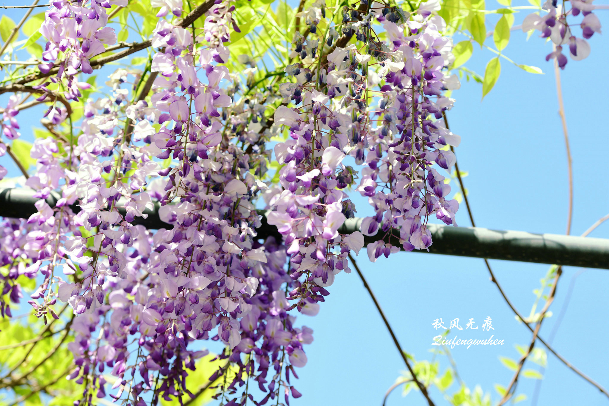 四月的春风西安,四月春风里的樱花