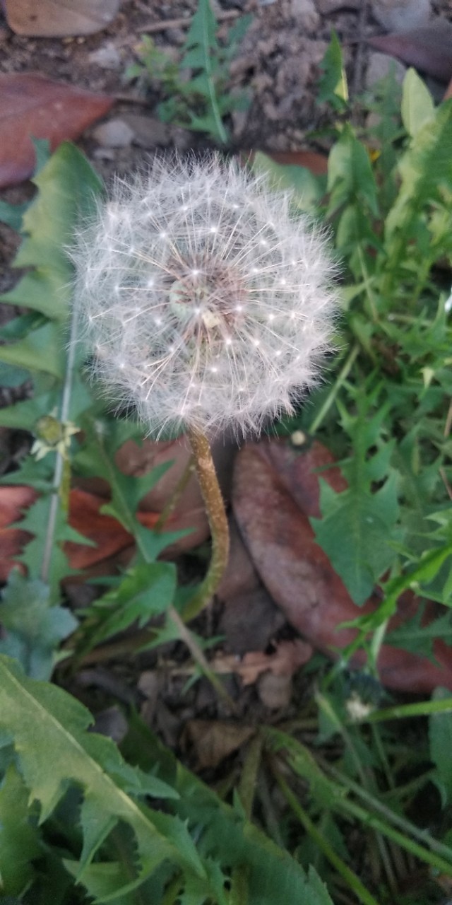 园子里的菜都有什么,园子里的菜