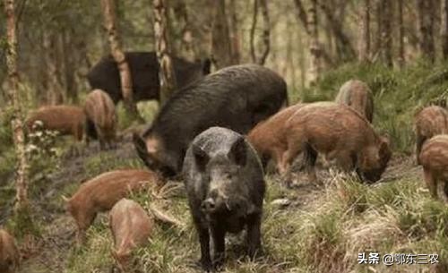 陕西省防控野猪最新消息,陕西关于野猪保护政策