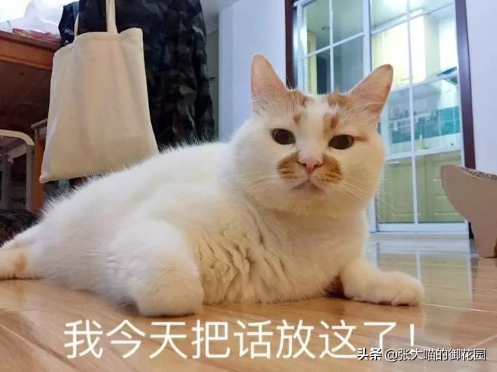 重口味话题，返点勿入！猫咪的肛门腺挤还是不挤？这是一个问题