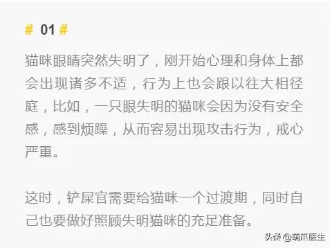 双目失明的猫咪好养吗,瞎了一只眼睛的猫能养吗