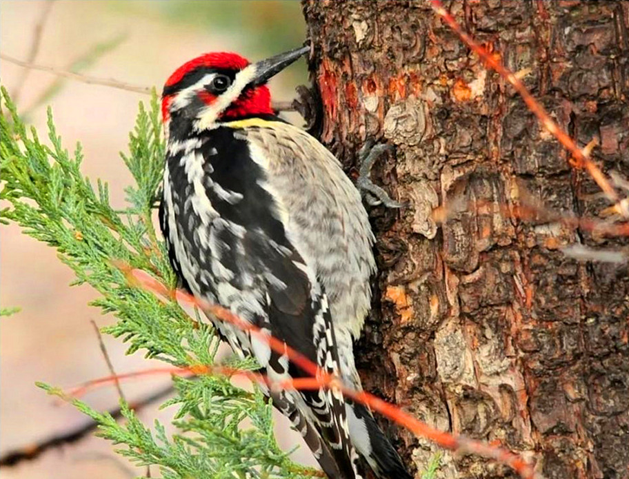 啄木鸟把树啄死,啄木鸟把树啄得千疮百孔能补偿么