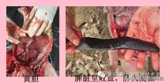 血虫控制方法,血虫怎么消毒最快