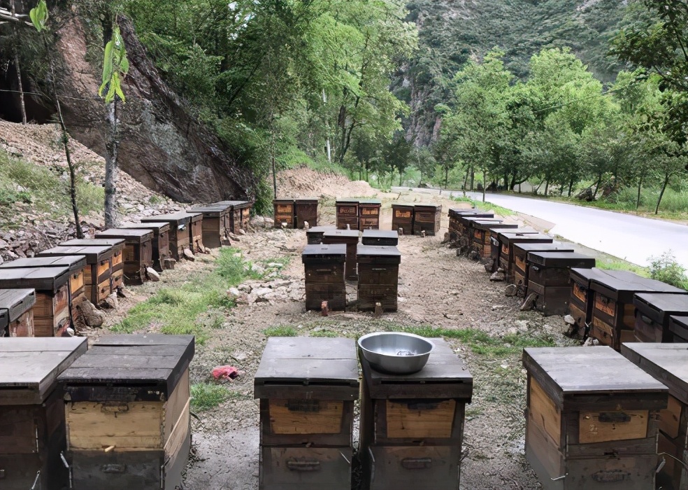 曾卖上百元1斤的土蜂蜜，城里人专门跑农村购买，为何现在少了？