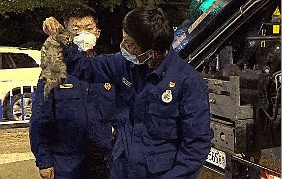 猫爬上树怎么救,为什么猫上树不下来