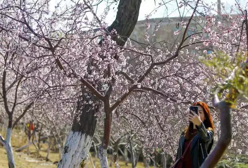 天津桃花堤赏花时间2021,天津桃花堤桃花什么时间开花